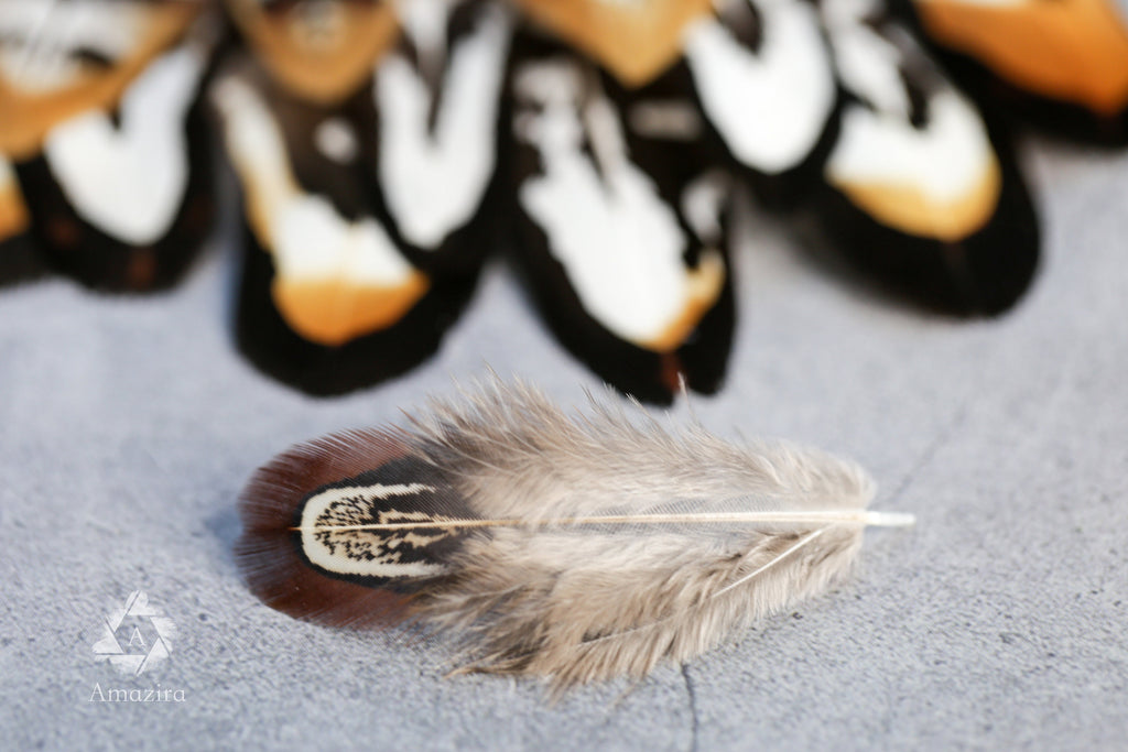 20 Mixed Reeves Pheasant Feathers, 3-10cm, 1-4"