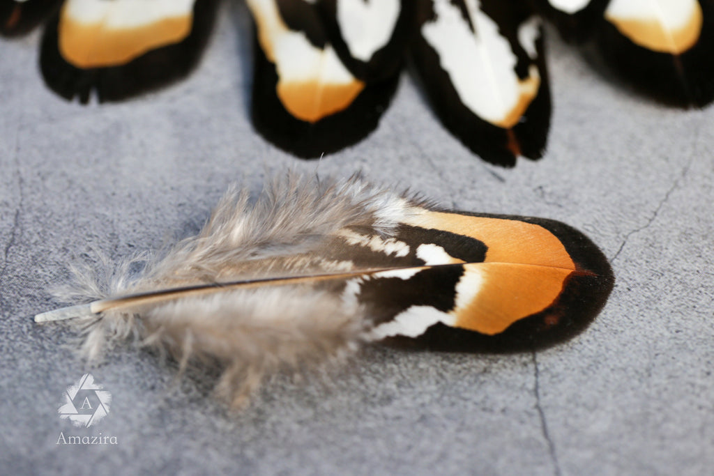 20 Mixed Reeves Pheasant Feathers, 3-10cm, 1-4"