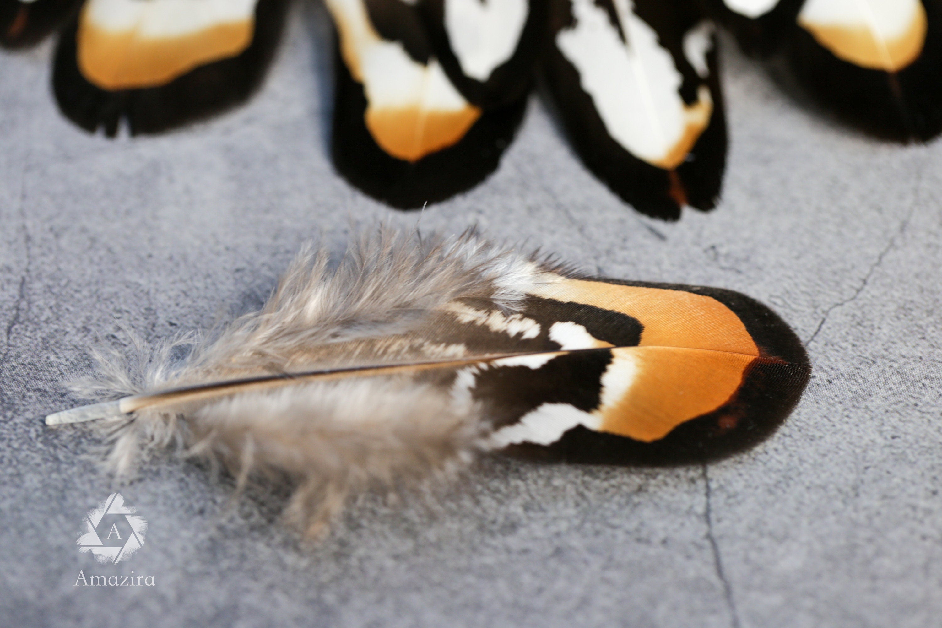 20 Mixed Reeves Pheasant Feathers, 3-10cm, 1-4"