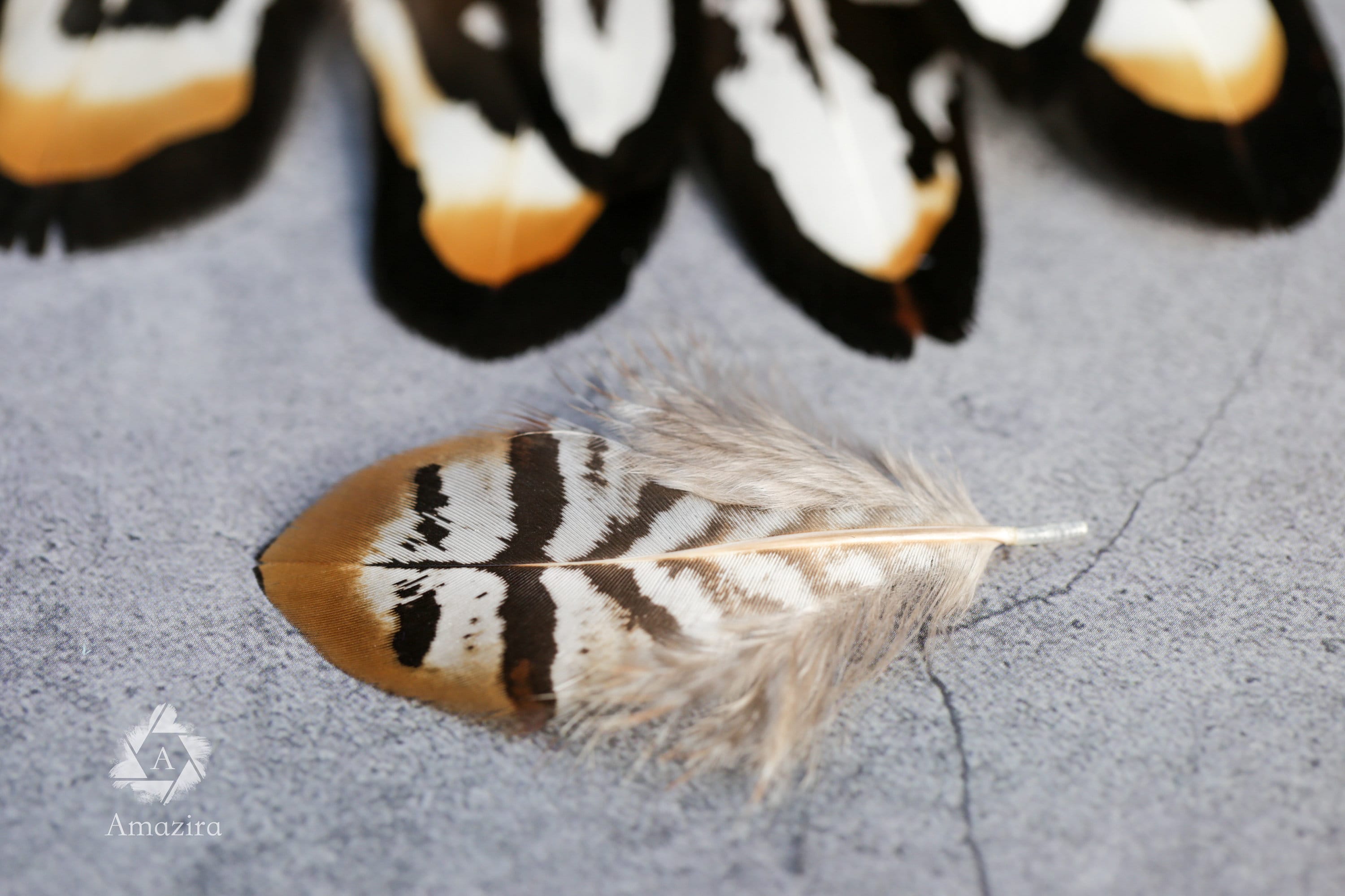 20 Mixed Reeves Pheasant Feathers, 3-10cm, 1-4"