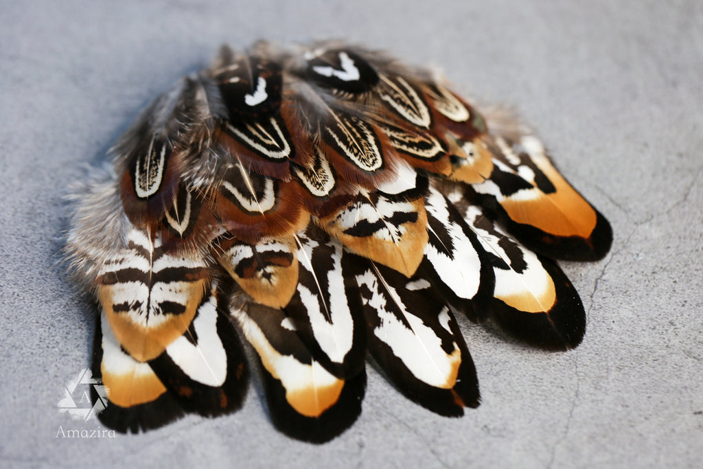 20 Mixed Reeves Pheasant Feathers, 3-10cm, 1-4"