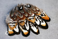 20 Mixed Reeves Pheasant Feathers, 3-10cm, 1-4"