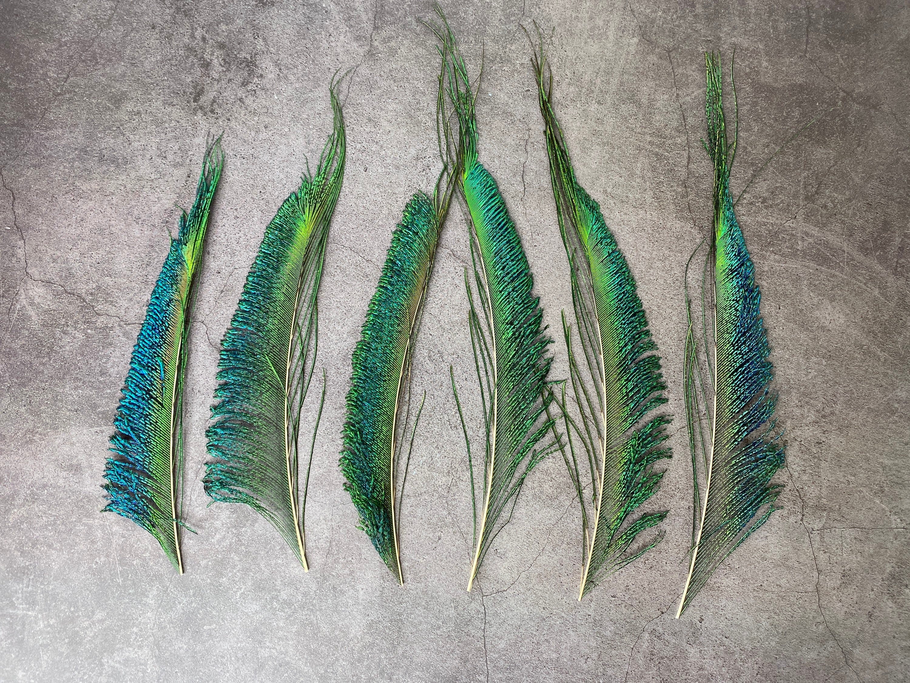 Long trimmed Peacock feathers, 10-14, 25-32 cm, FREE SHIPPING available, Natural colourful iridescent, Green Peacock Plumage, home decor