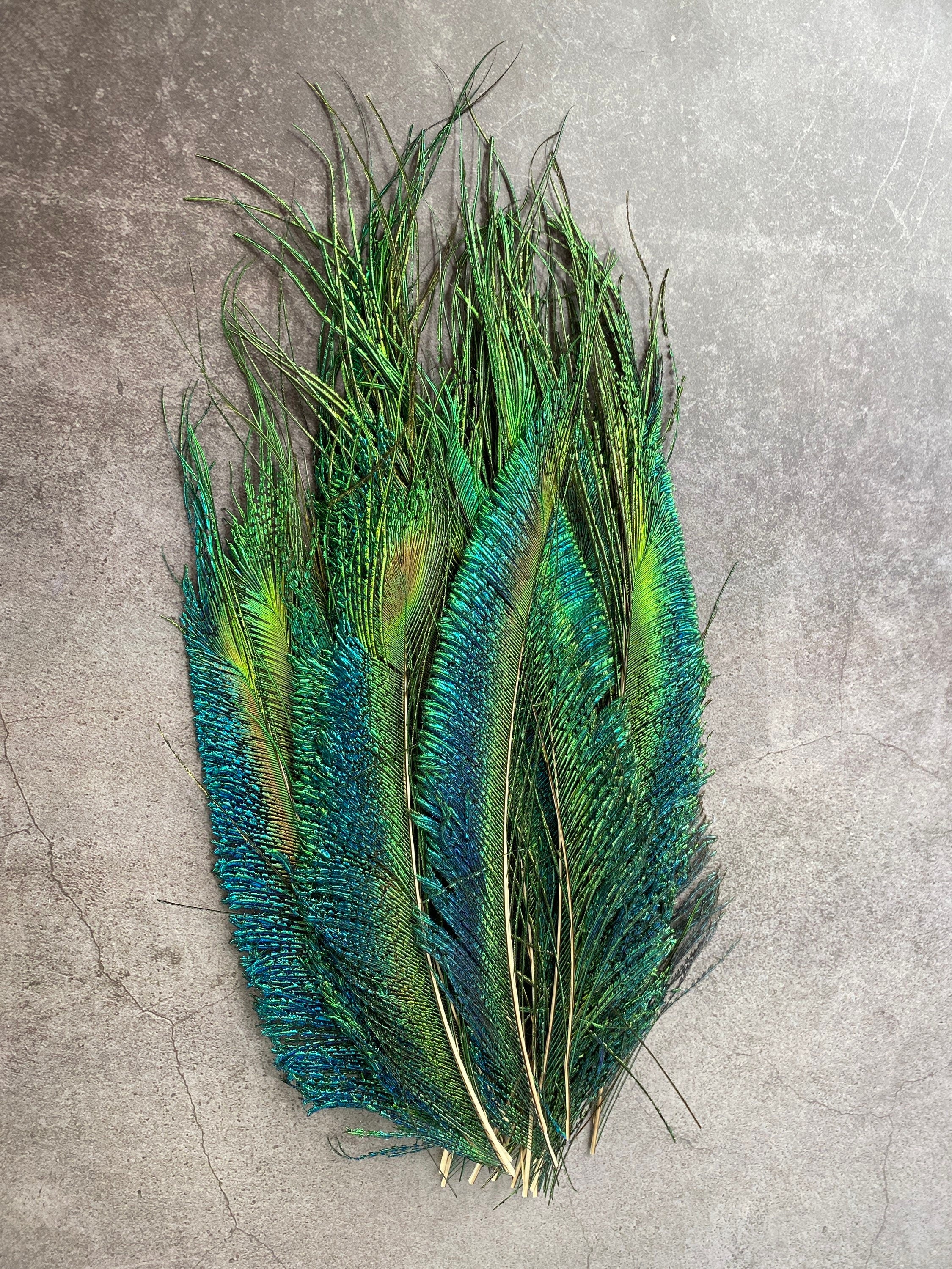 Long trimmed Peacock feathers, 10-14, 25-32 cm, FREE SHIPPING available, Natural colourful iridescent, Green Peacock Plumage, home decor