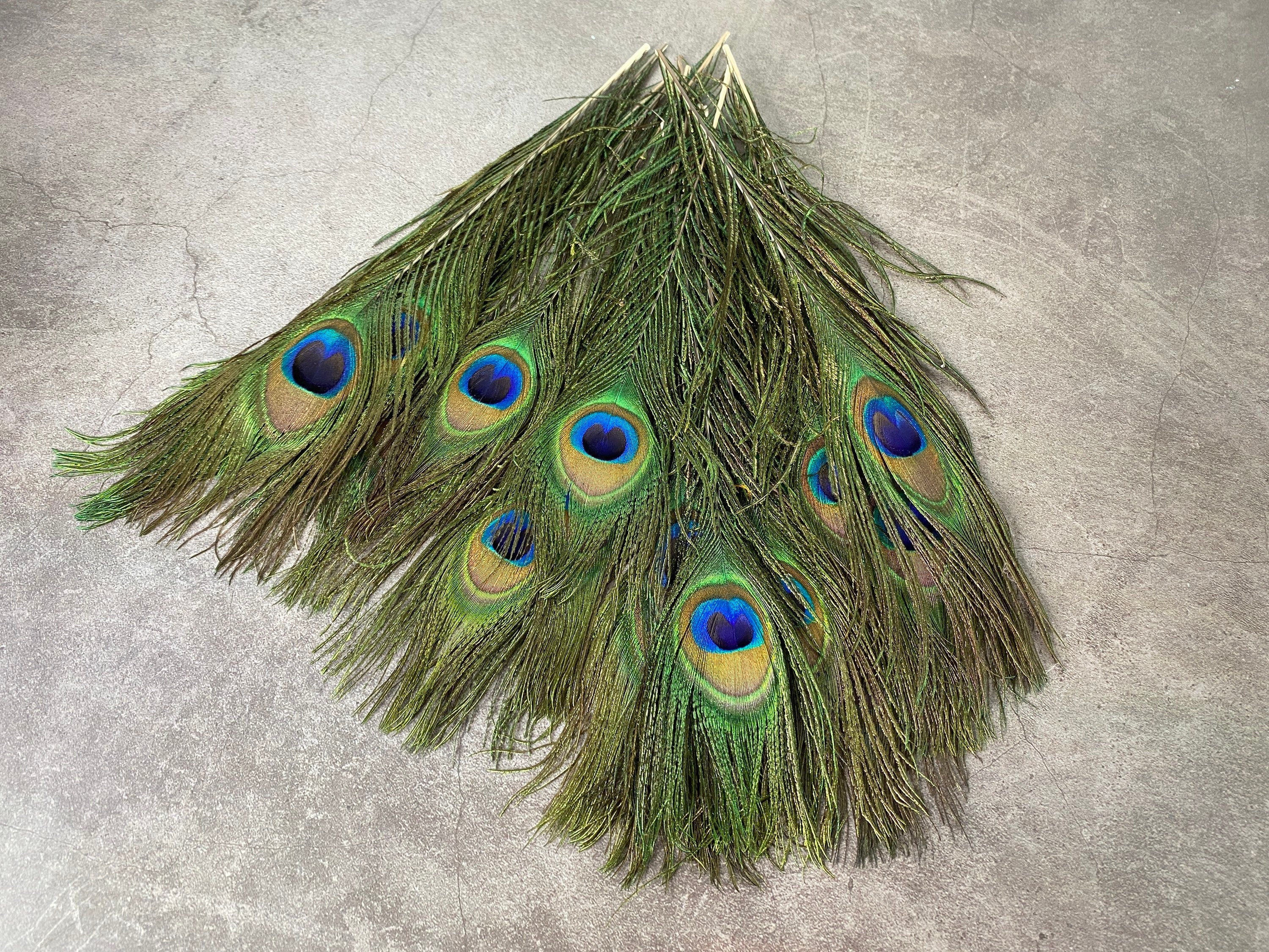 Long Peacock feathers, 10-11, 25-29 cm