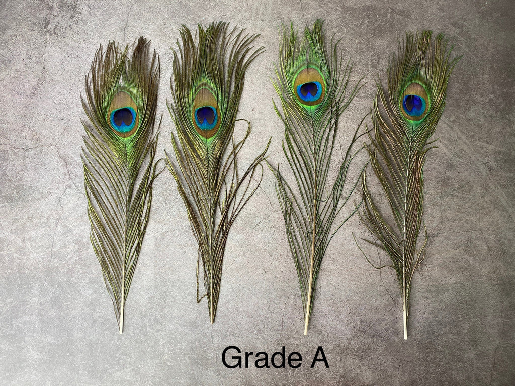 Long Peacock feathers, 10-11, 25-29 cm
