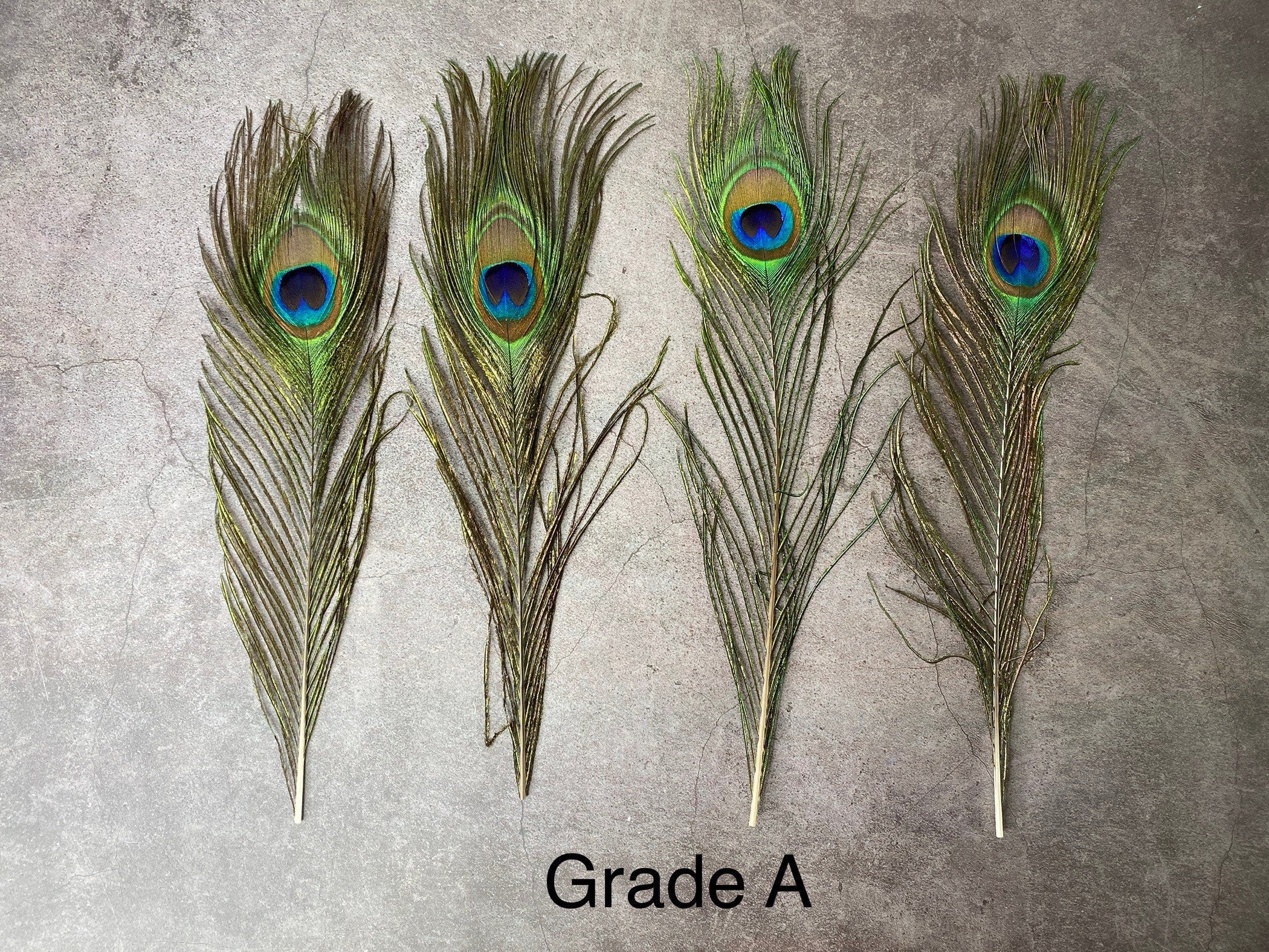 Long Peacock feathers, 10-11, 25-29 cm