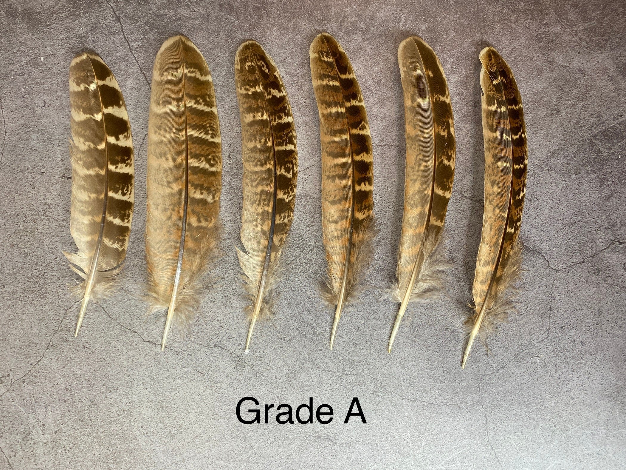 CLEARANCE! Stripped Brown Pheasant feathers, 13-16cm, 5-7", Medium sized natural brown stripped feather, DIY makers crafters, home decor,