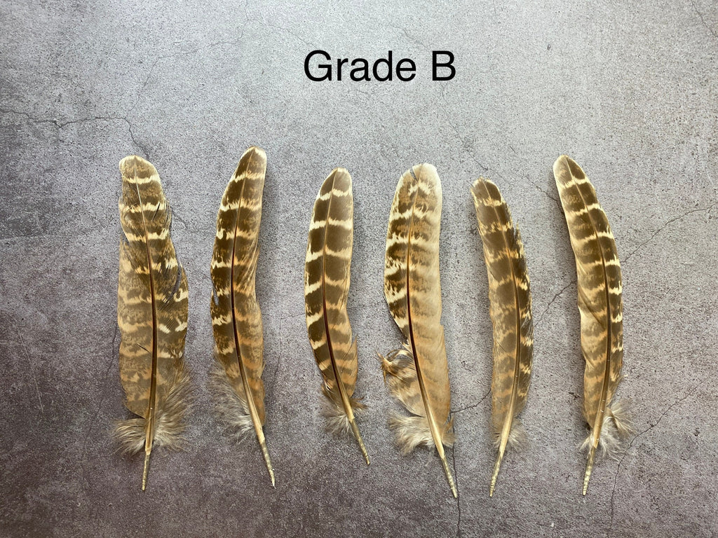 Plumes de faisan brun rayées, 13-16 cm, 5-7"