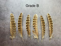Plumes de faisan brun rayées, 13-16 cm, 5-7"