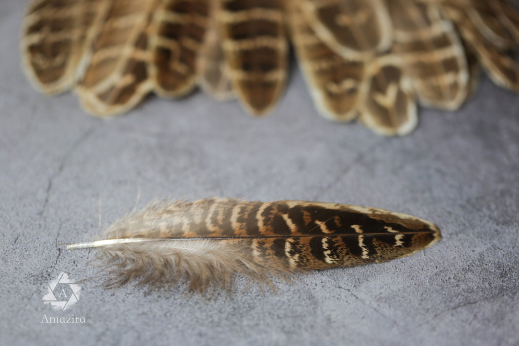 CLEARANCE! Stripped Brown Pheasant feathers, 13-16cm, 5-7", Medium sized natural brown stripped feather, DIY makers crafters, home decor,
