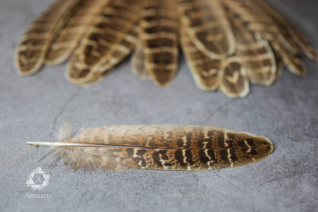CLEARANCE! Stripped Brown Pheasant feathers, 13-16cm, 5-7", Medium sized natural brown stripped feather, DIY makers crafters, home decor,