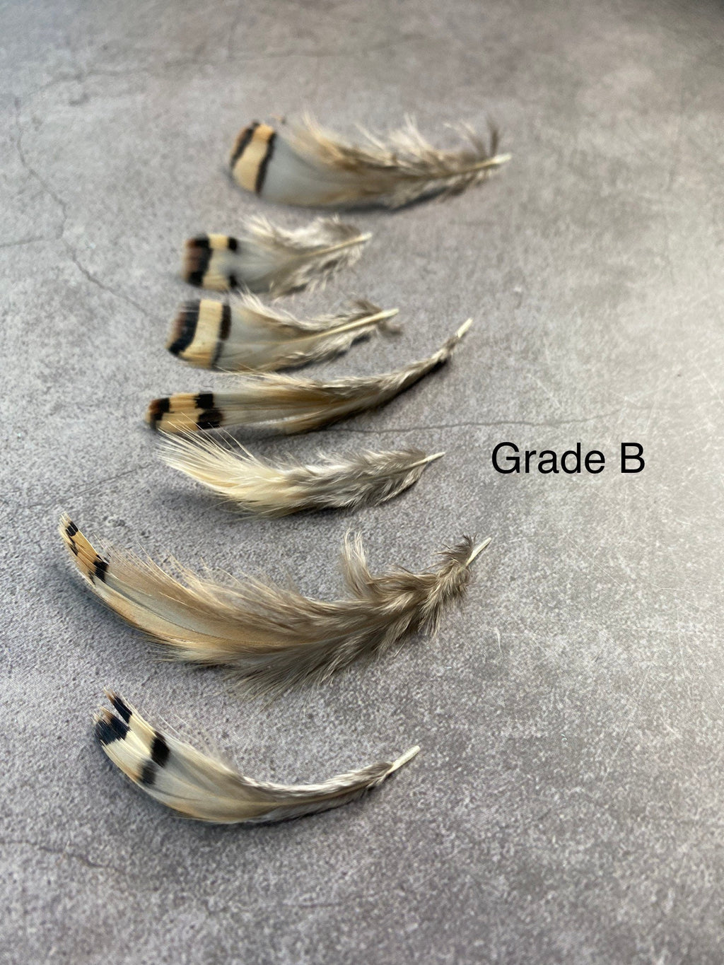 Cream & Brown tip, 3-7cm, 1-3"