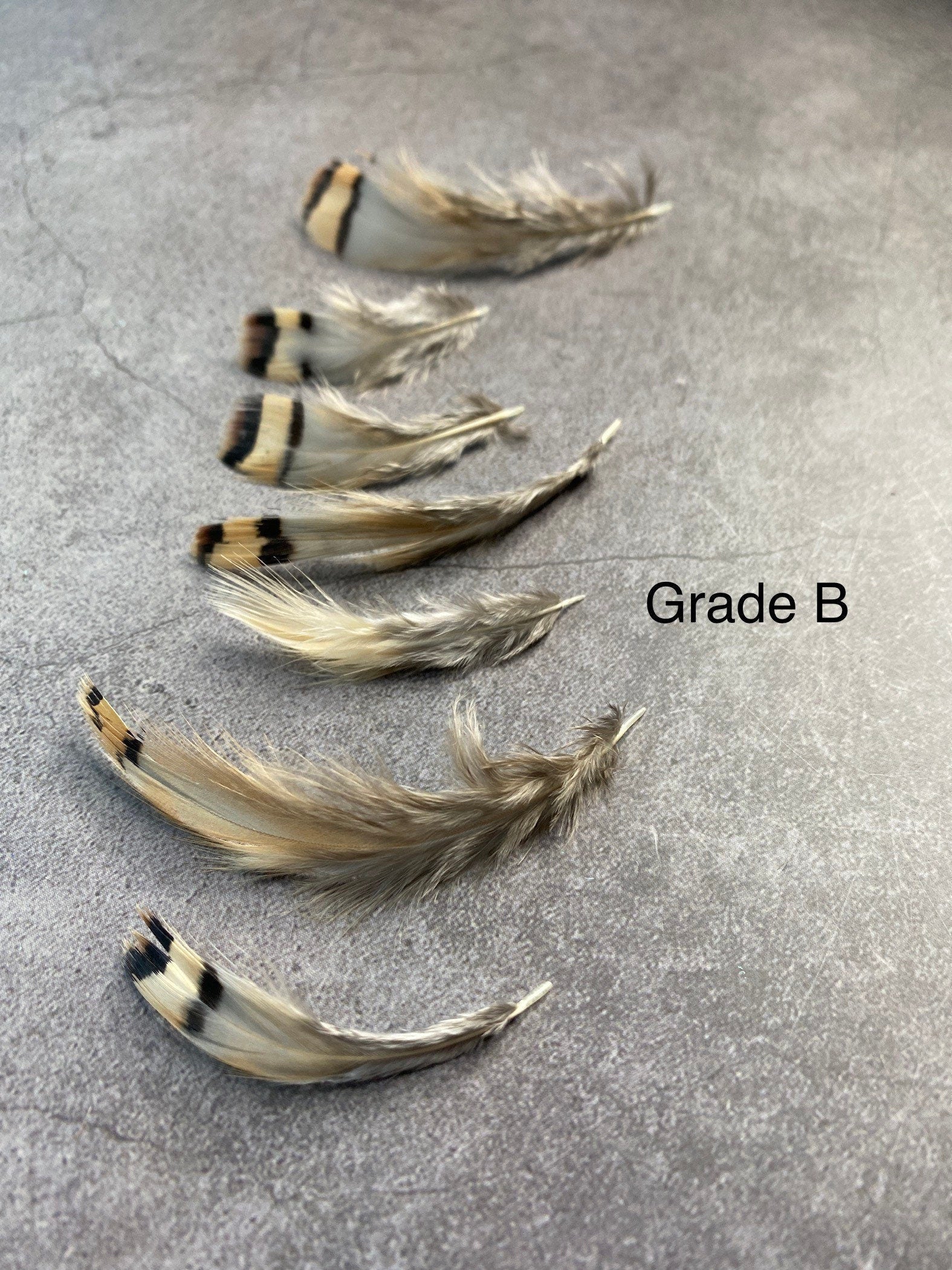 Cream & Brown tip, 3-7cm, 1-3"