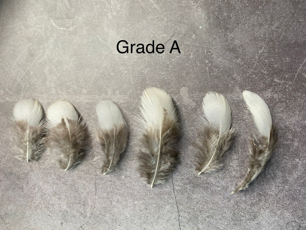 White tip Pheasant feathers, 1-3 inches, 4-8 cm