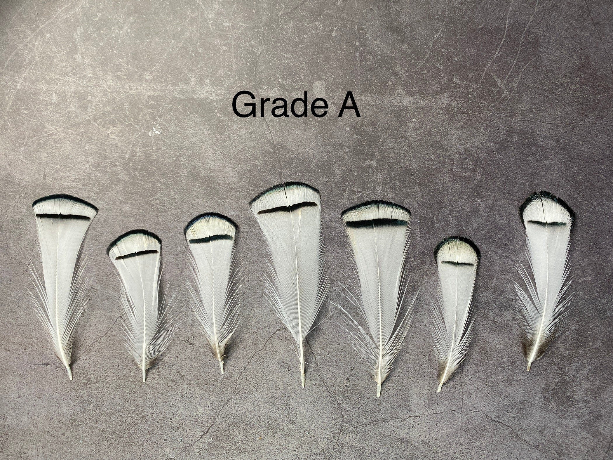 Lady Amherst white feathers 3-8cm, 1-3"