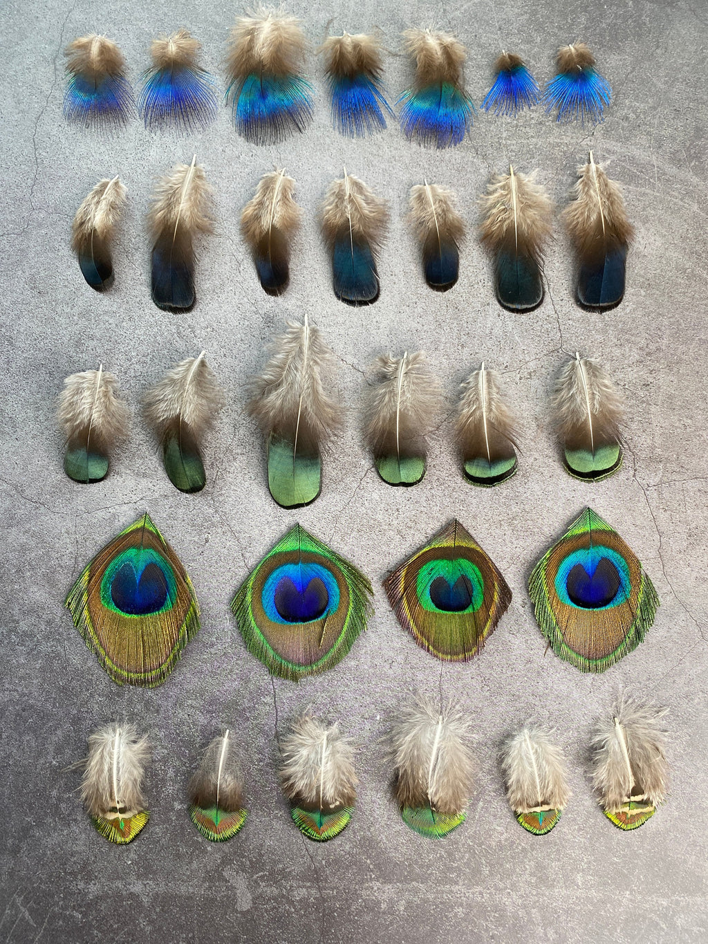 20 Pack of Peacock and Pheasant Feathers, 3-7 cm, 1-3"