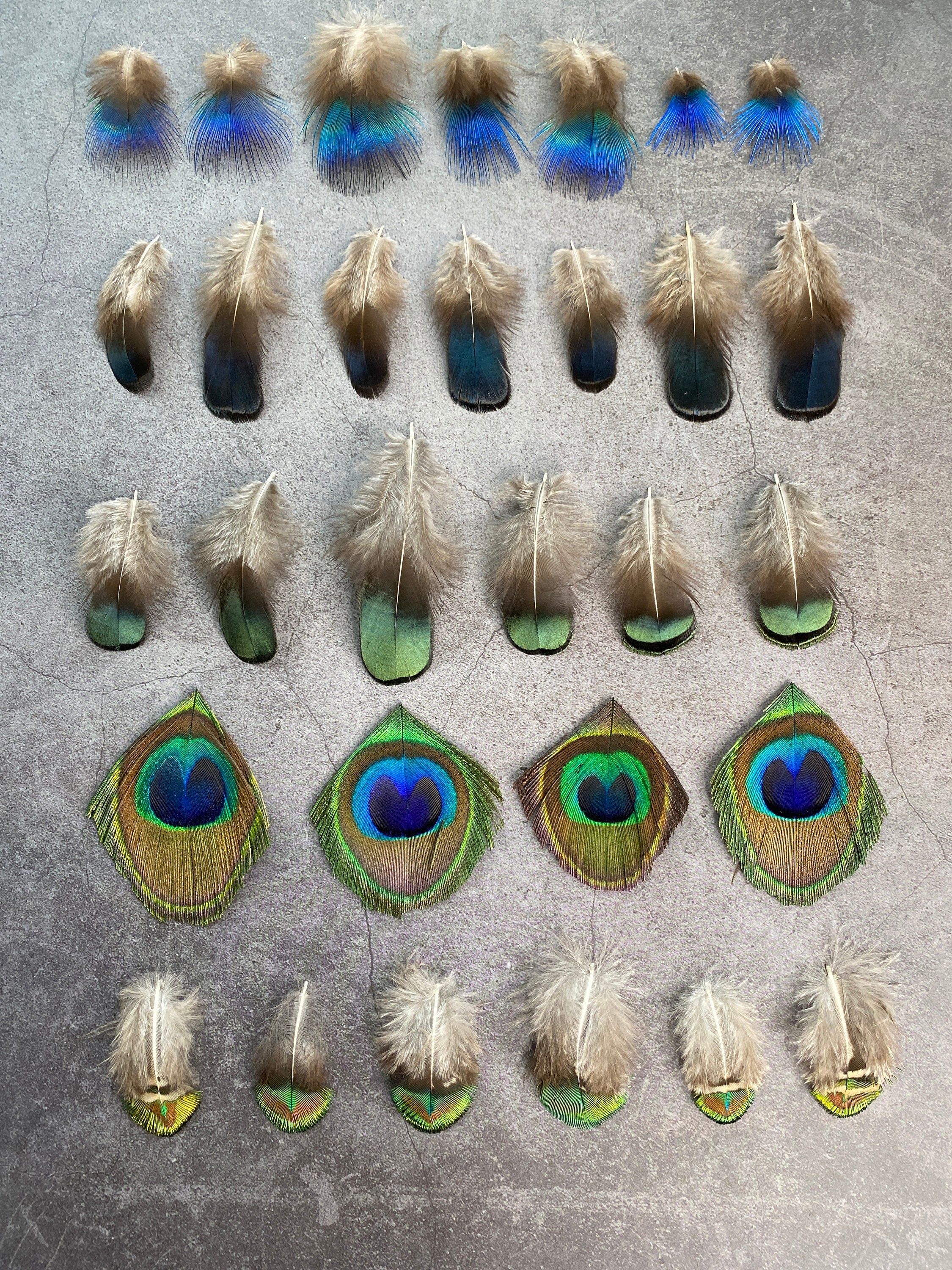 20 Pack of Peacock and Pheasant Feathers, 3-7 cm, 1-3"