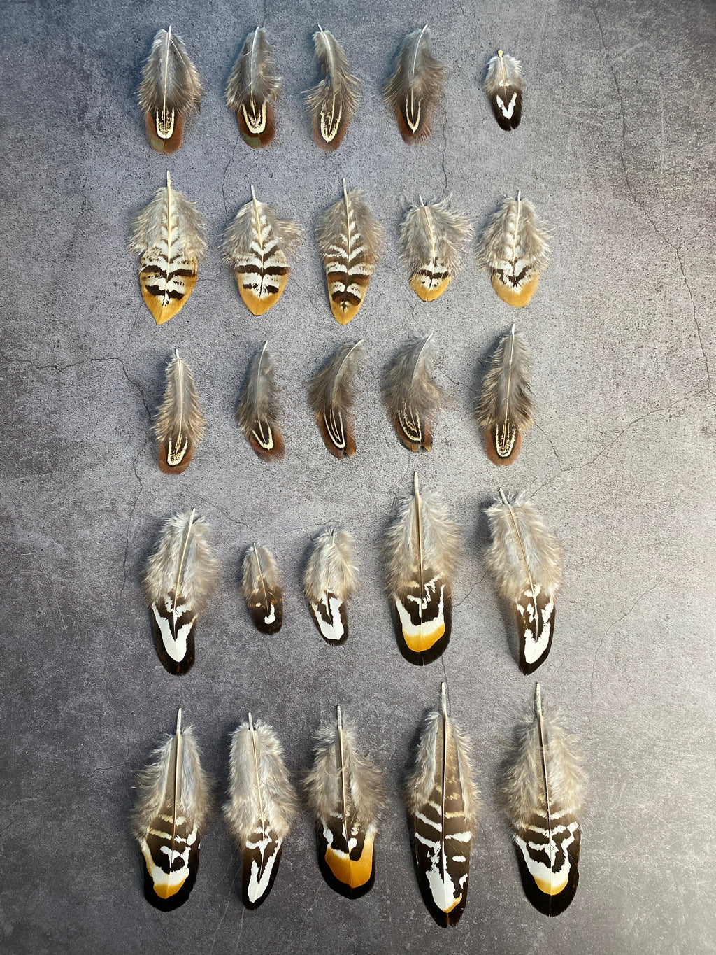 20 Mixed Reeves Pheasant Feathers, 3-10cm, 1-4"