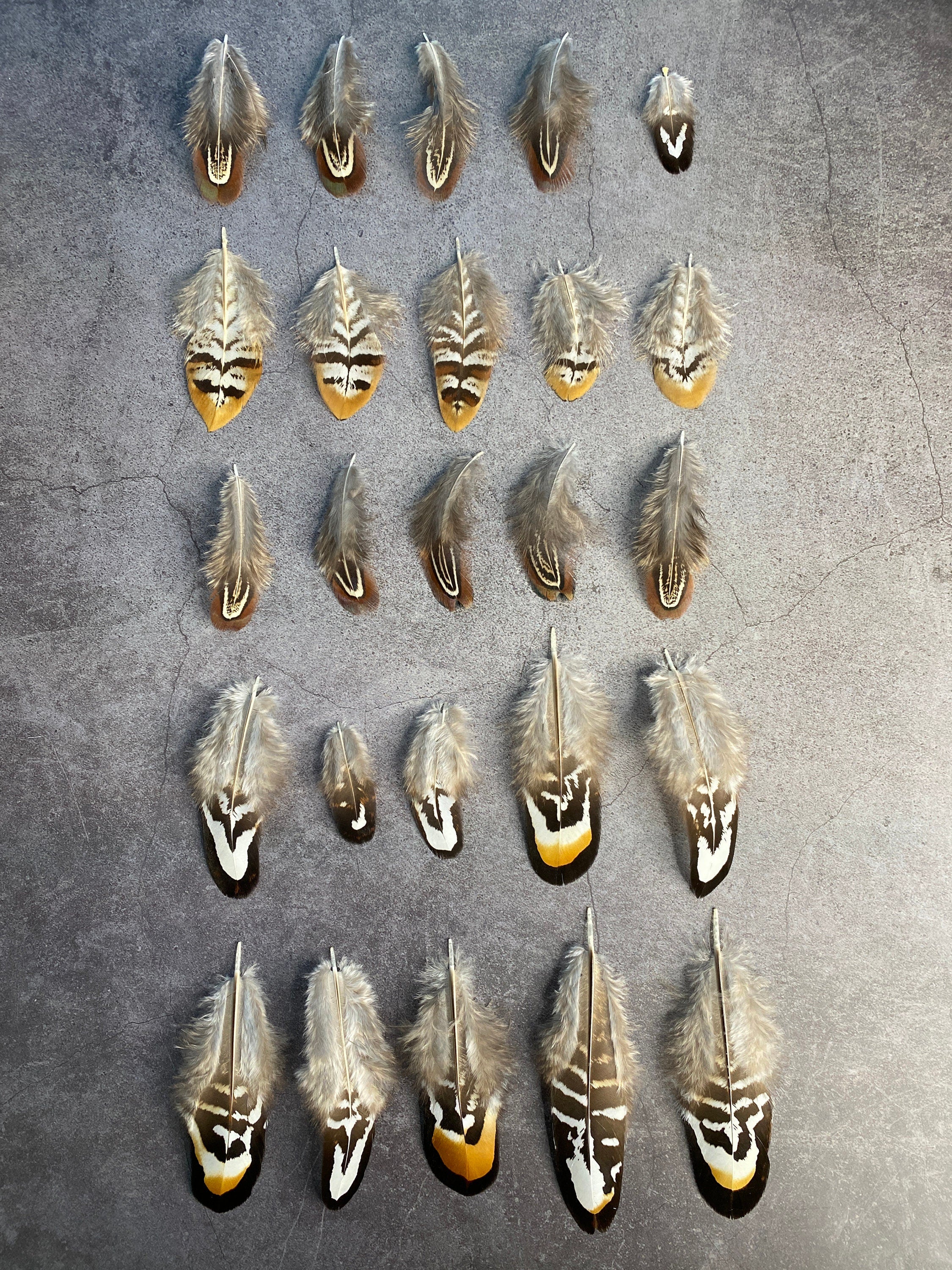 20 Mixed Reeves Pheasant Feathers, 3-10cm, 1-4"