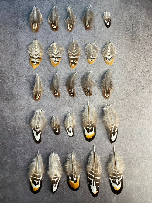 20 Mixed Reeves Pheasant Feathers, 3-10cm, 1-4"