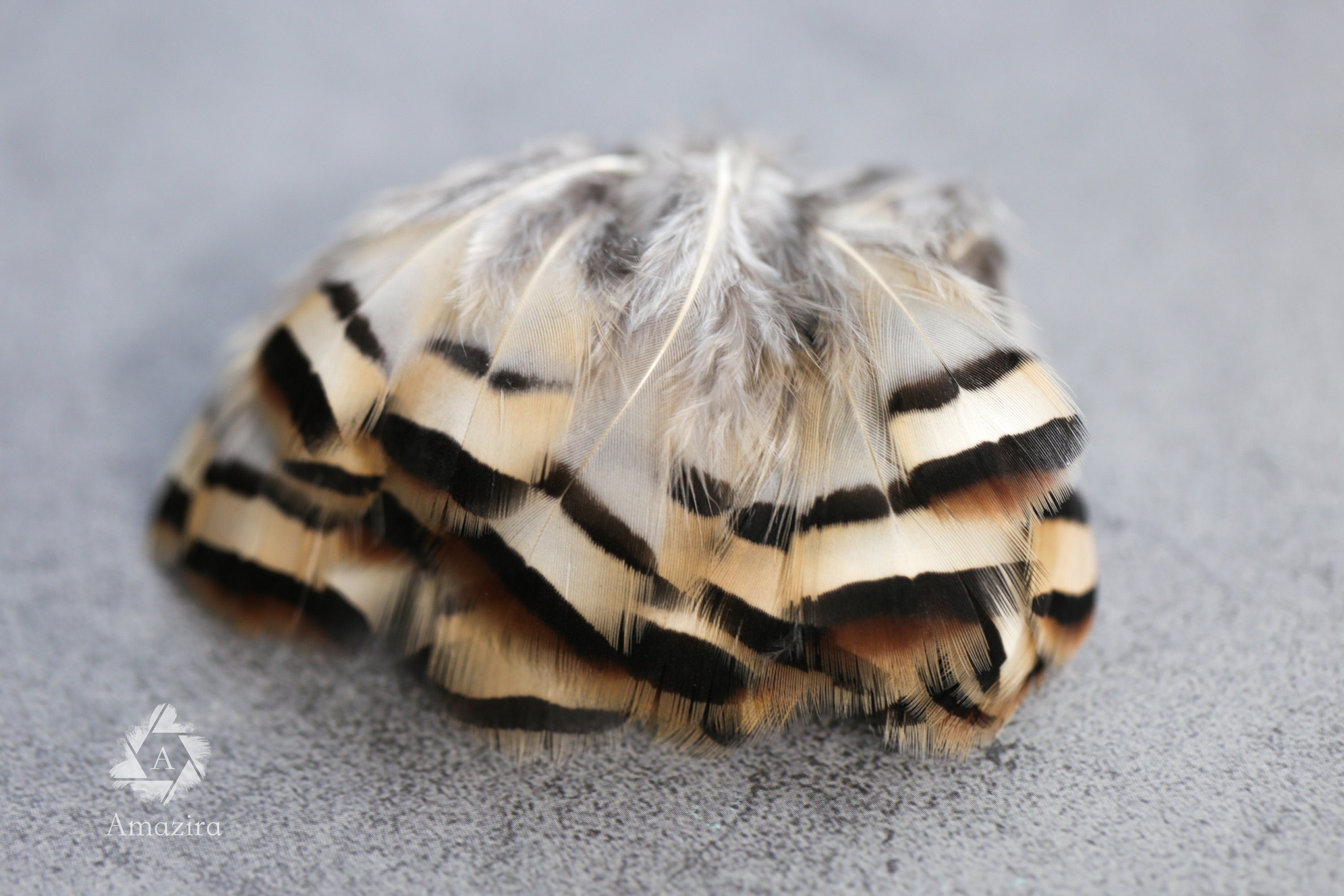 Cream & Brown tip, 3-7cm, 1-3"