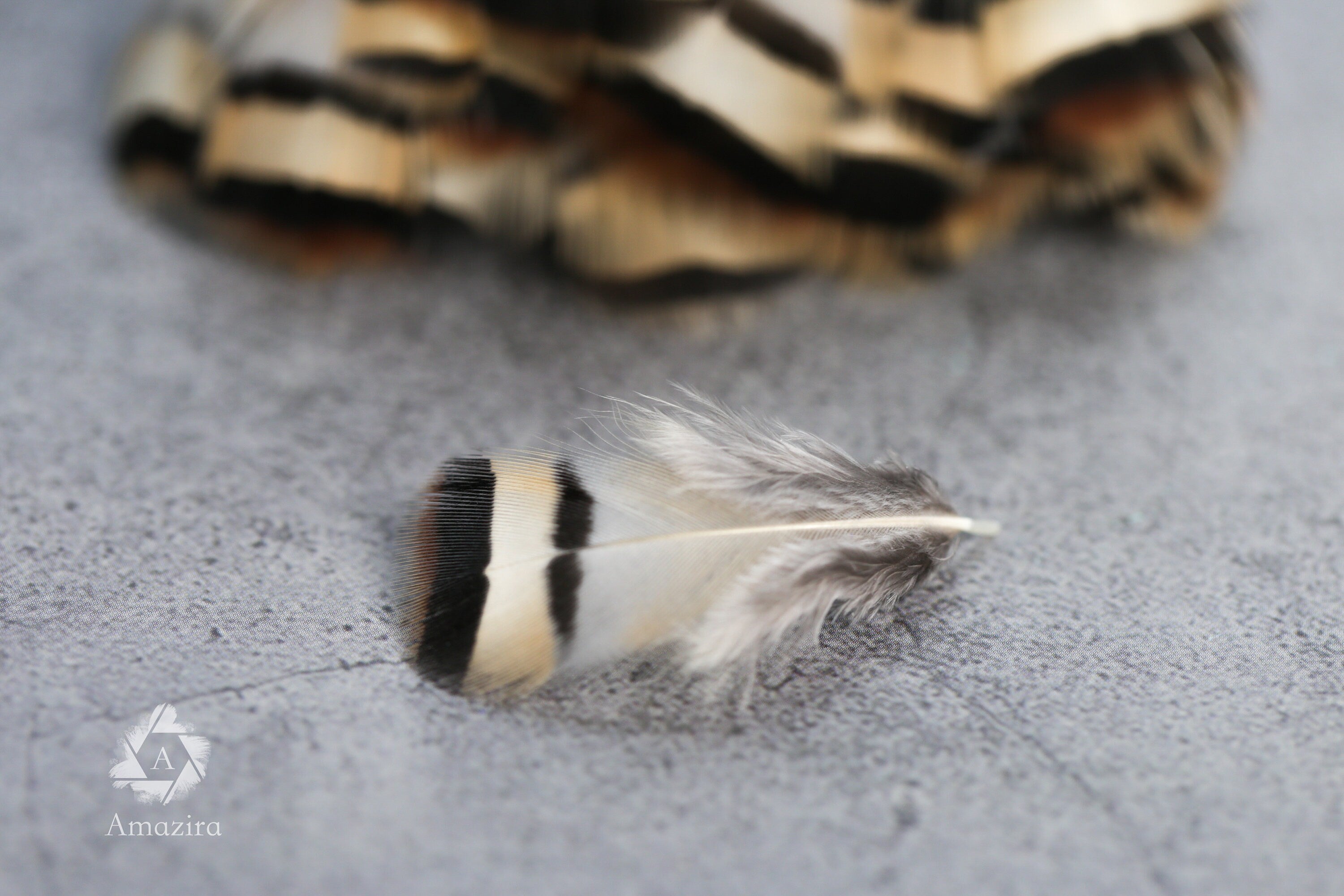 Cream & Brown tip, 3-7cm, 1-3"