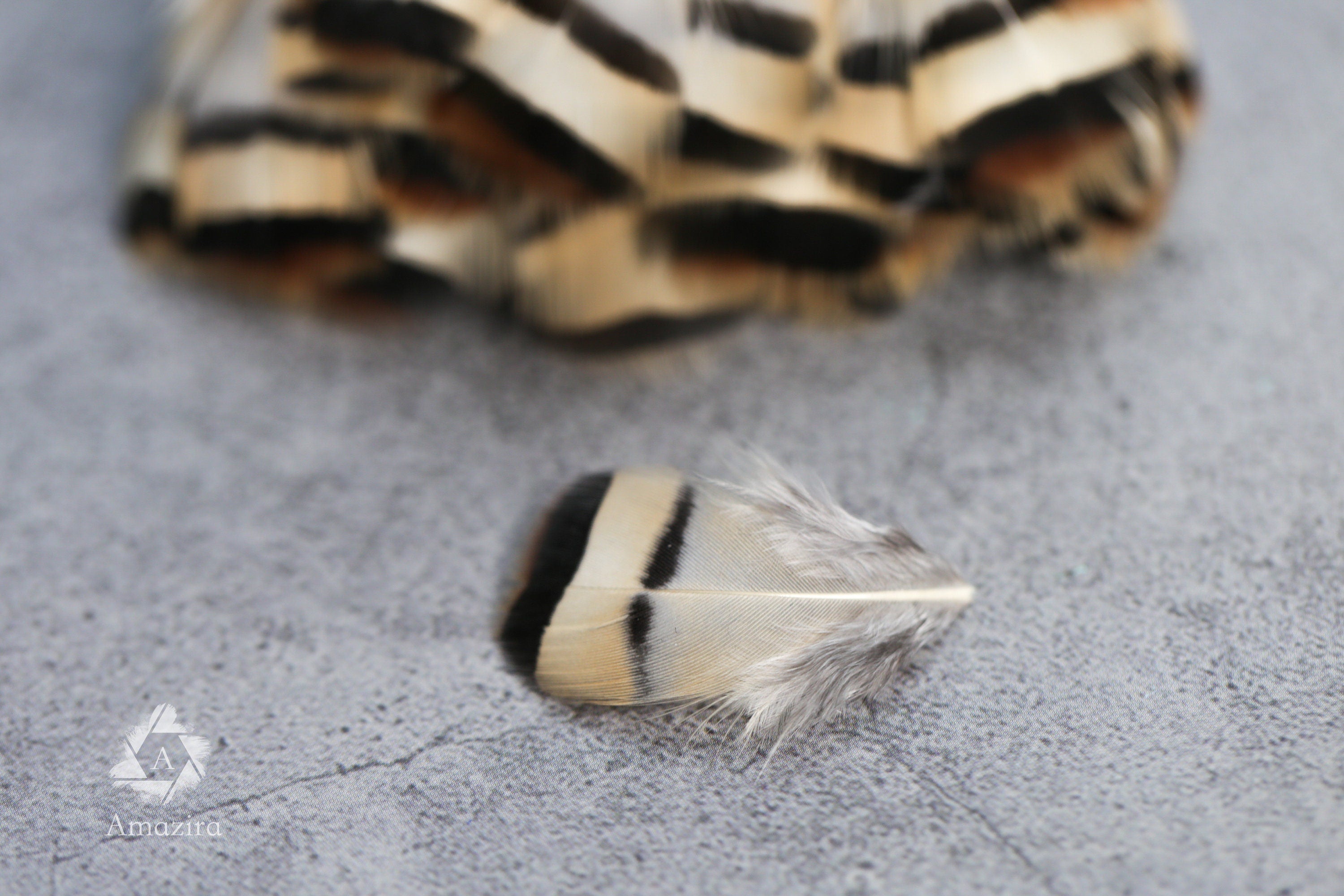 Cream & Brown tip, 3-7cm, 1-3"