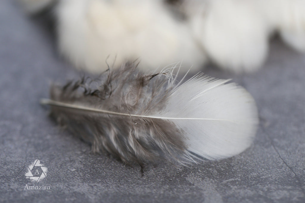 White tip Pheasant feathers, 1-3 inches, 4-8 cm