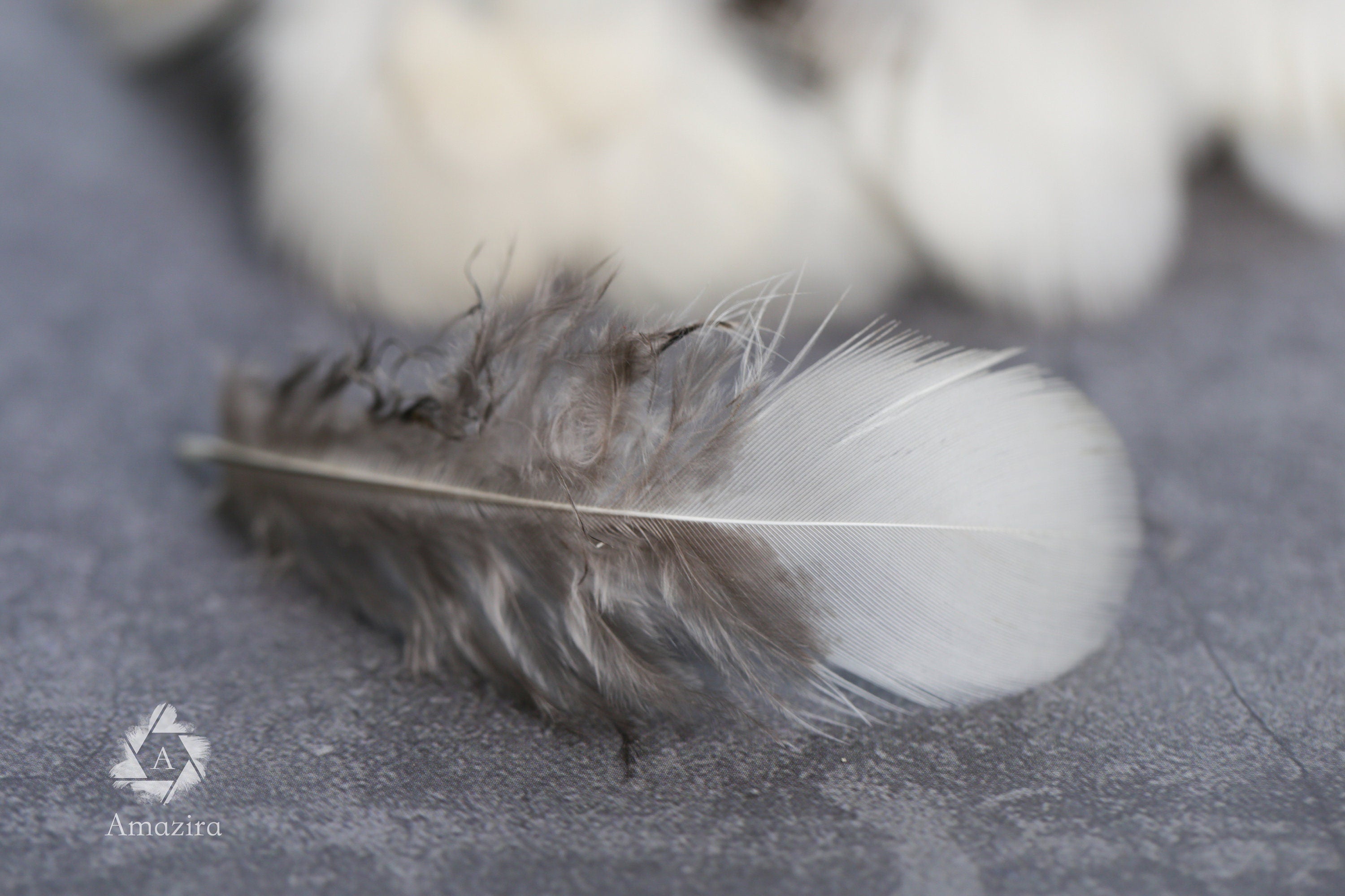 Clearance - White tip grey Pheasant feathers, 1-3 inches, 4-8 cm, Free shipping available, home decor, earring making, dream catchers