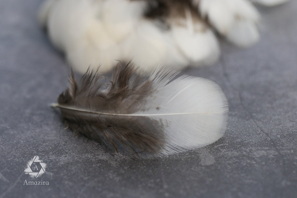 White tip Pheasant feathers, 1-3 inches, 4-8 cm