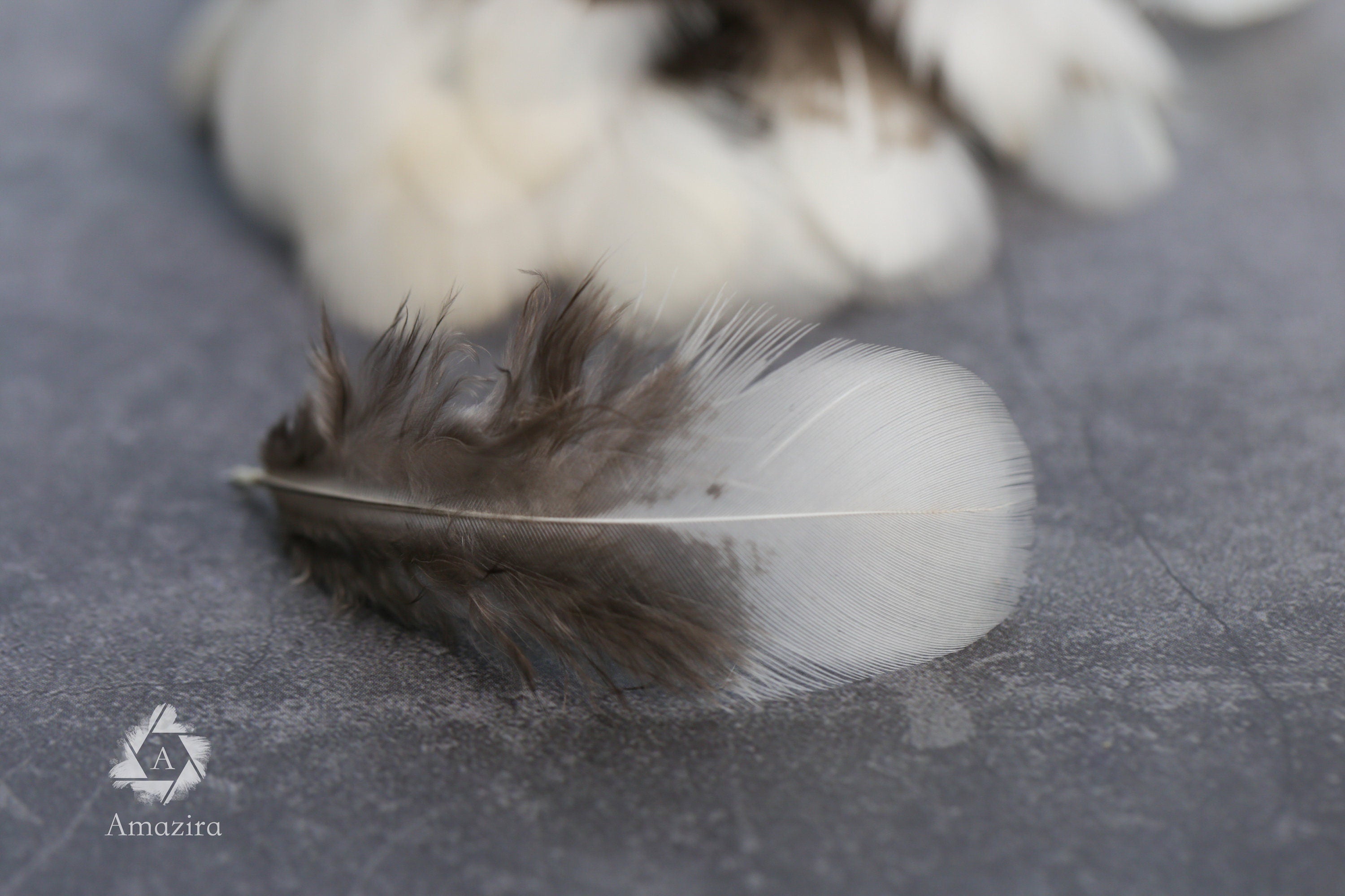 White tip Pheasant feathers, 1-3 inches, 4-8 cm