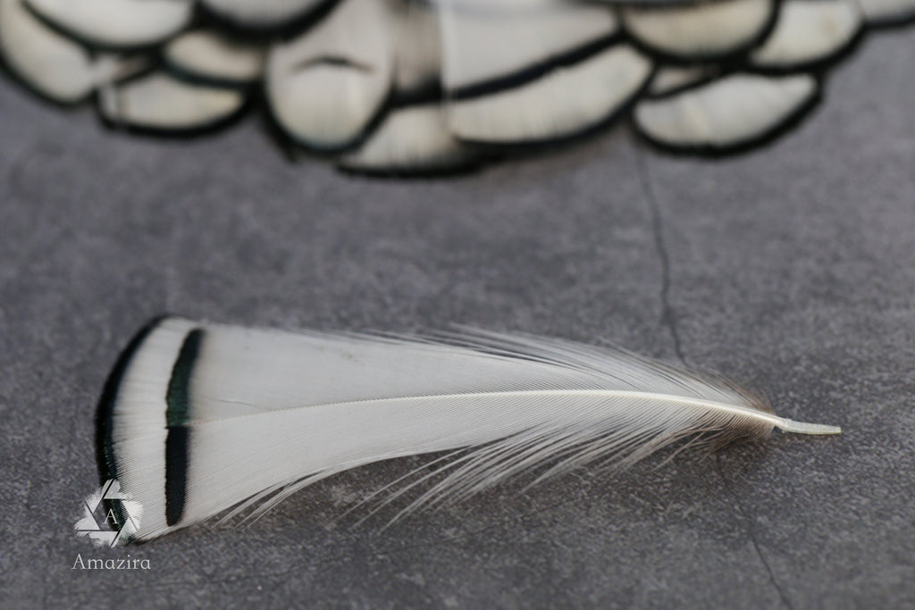 Lady Amherst white feathers 3-8cm, 1-3"
