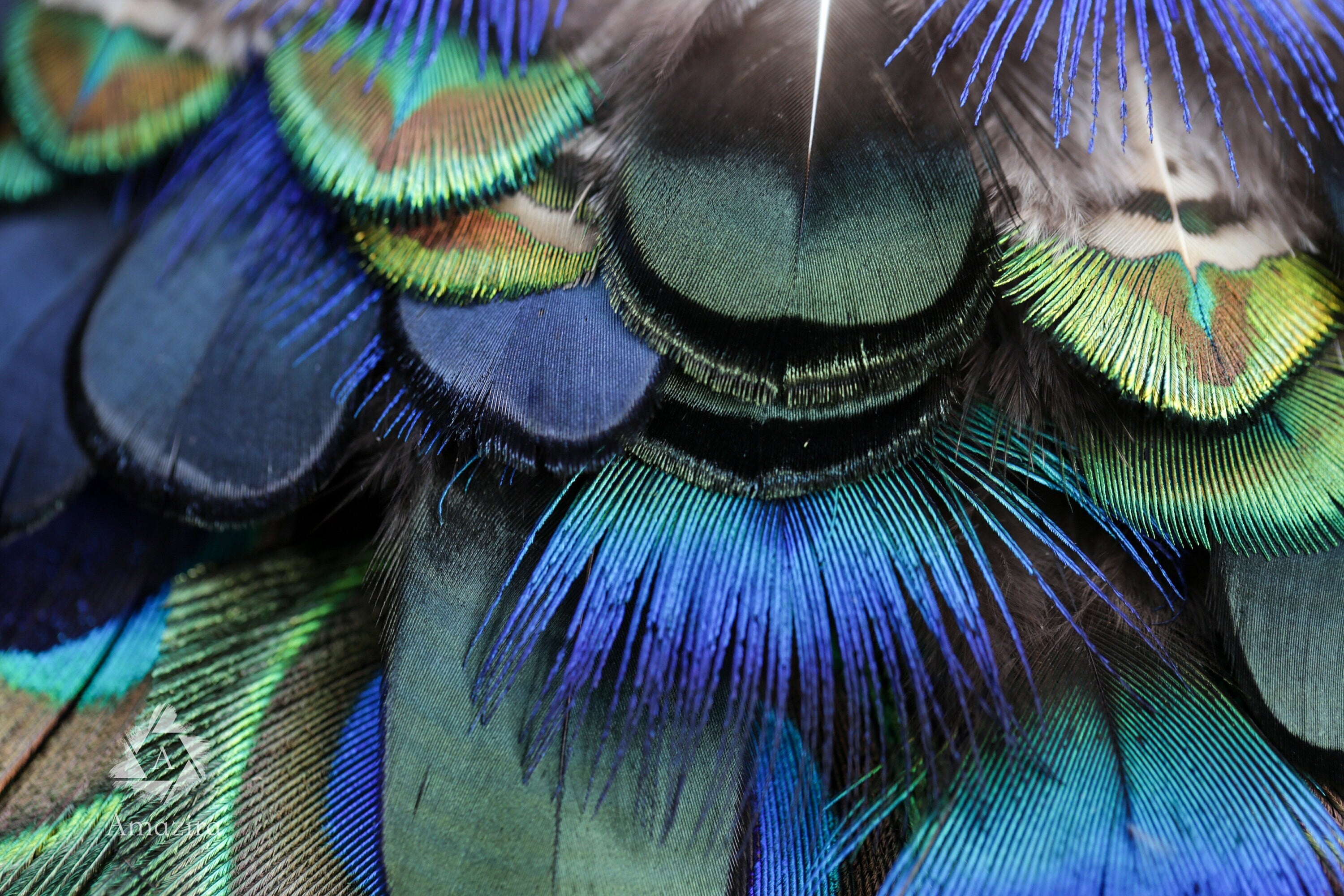 20 Pack of Peacock and Pheasant Feathers, 3-7 cm, 1-3"