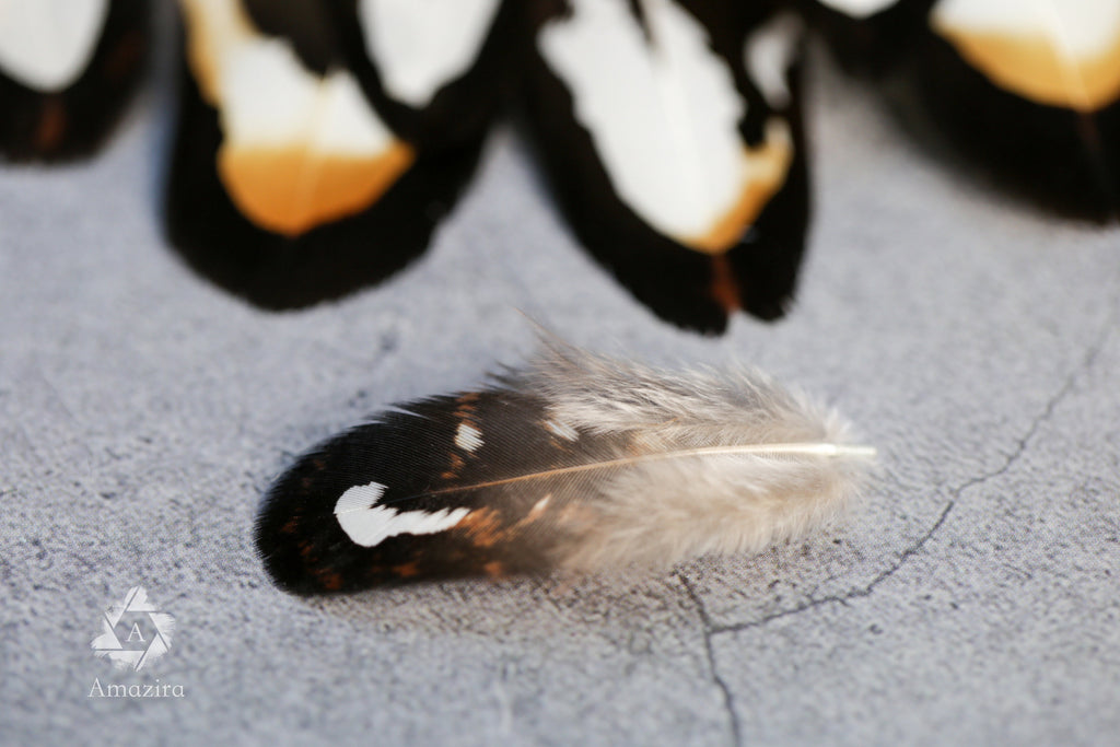 20 Mixed Reeves Pheasant Feathers, 3-10cm, 1-4"