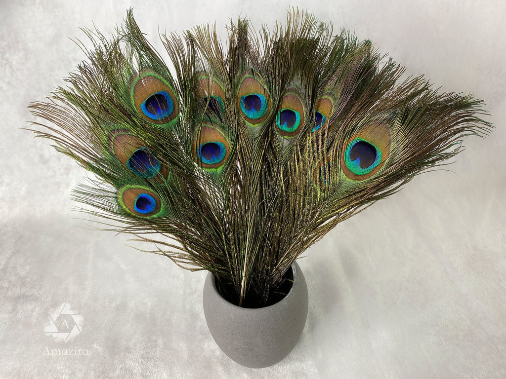 Long Peacock feathers, 10-11, 25-29 cm