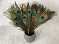 Long Peacock feathers, 10-11, 25-29 cm