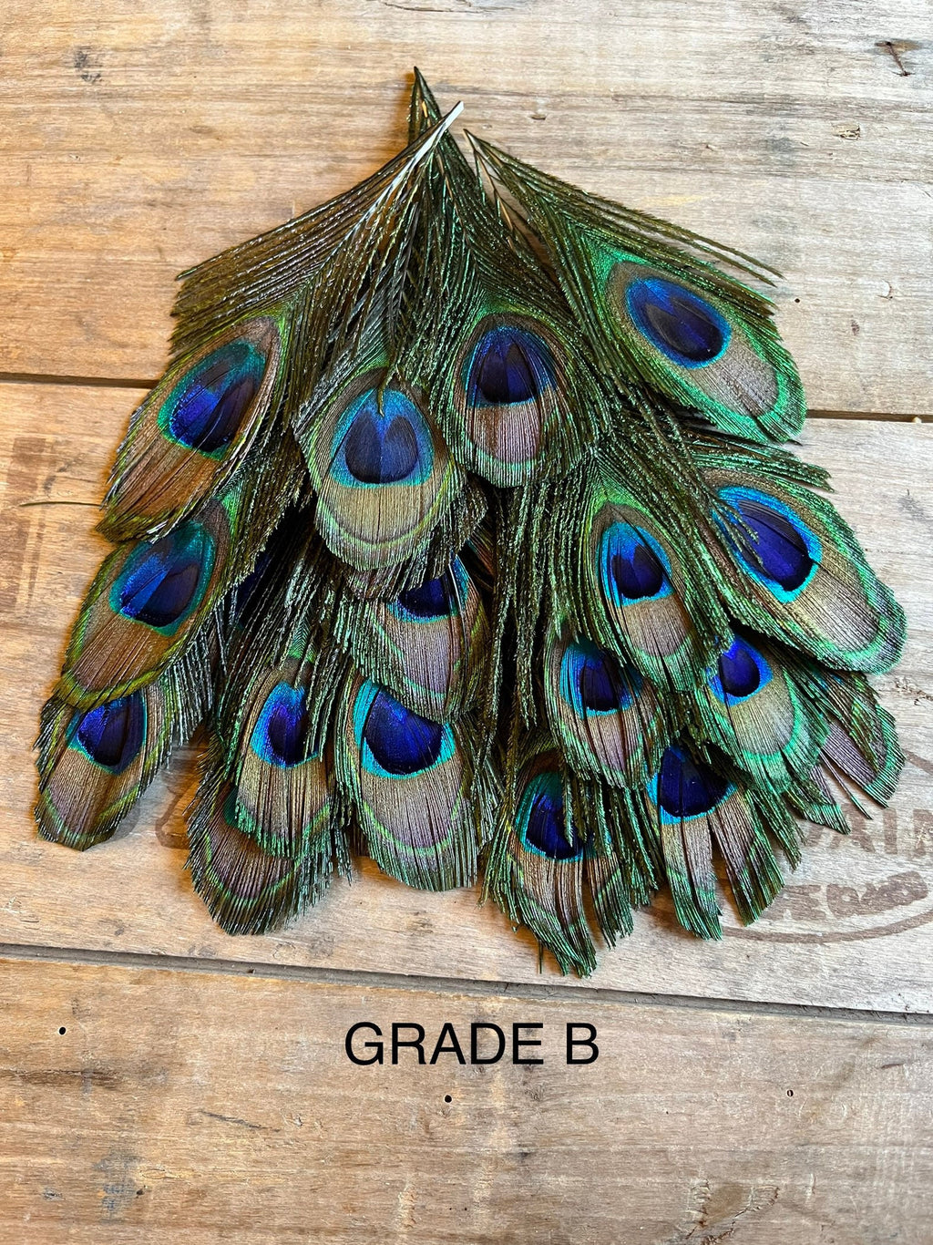 Peacock feathers, 4-6 - 10-15 cm
