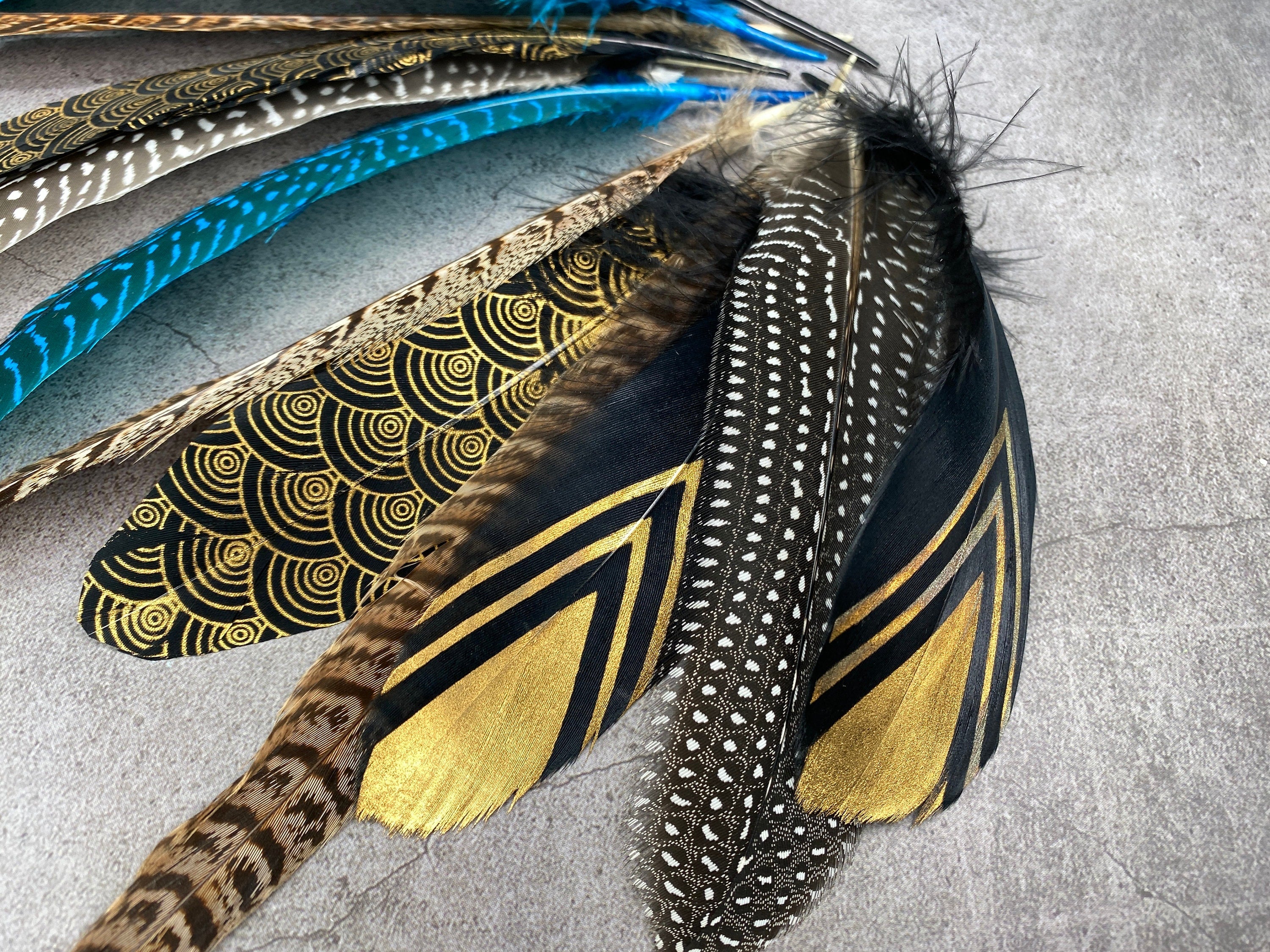 Collection of Large 12 Pheasant and Goose feathers