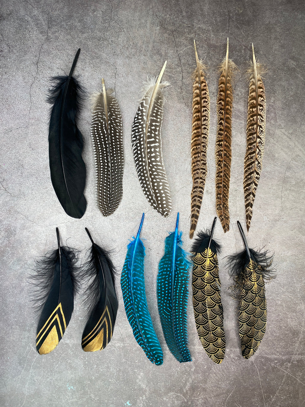 Collection of Large 12 Pheasant and Goose feathers
