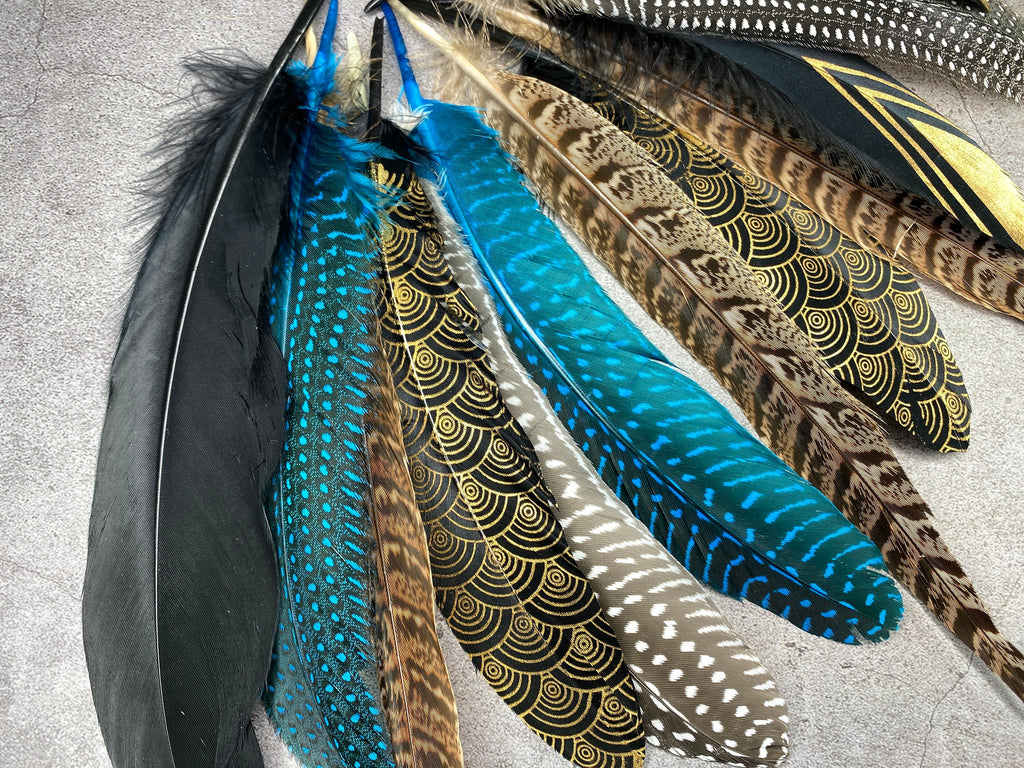 Collection of Large 12 Pheasant and Goose feathers