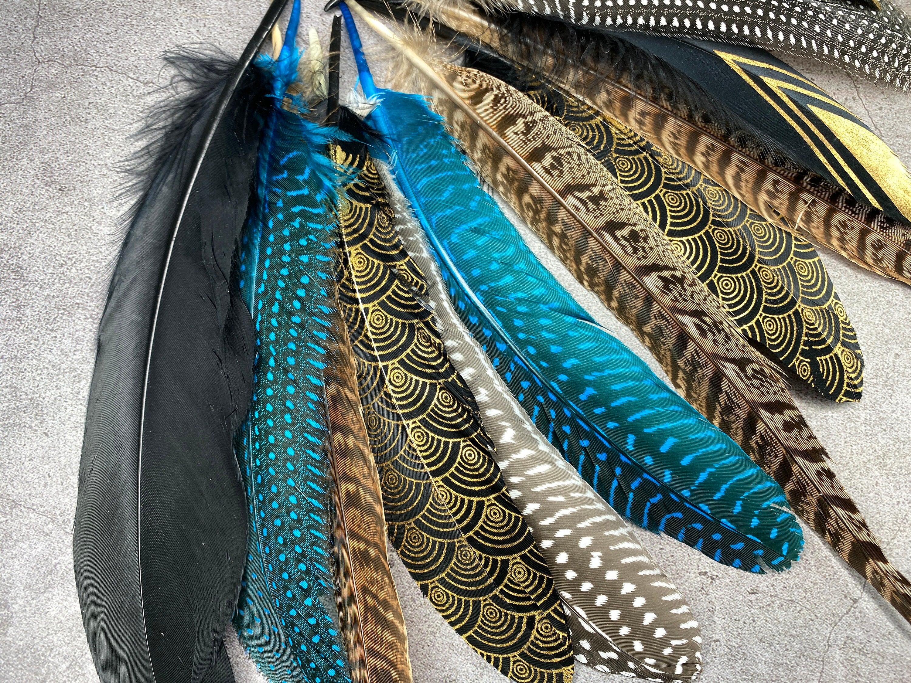 Collection of Large 12 Pheasant and Goose feathers