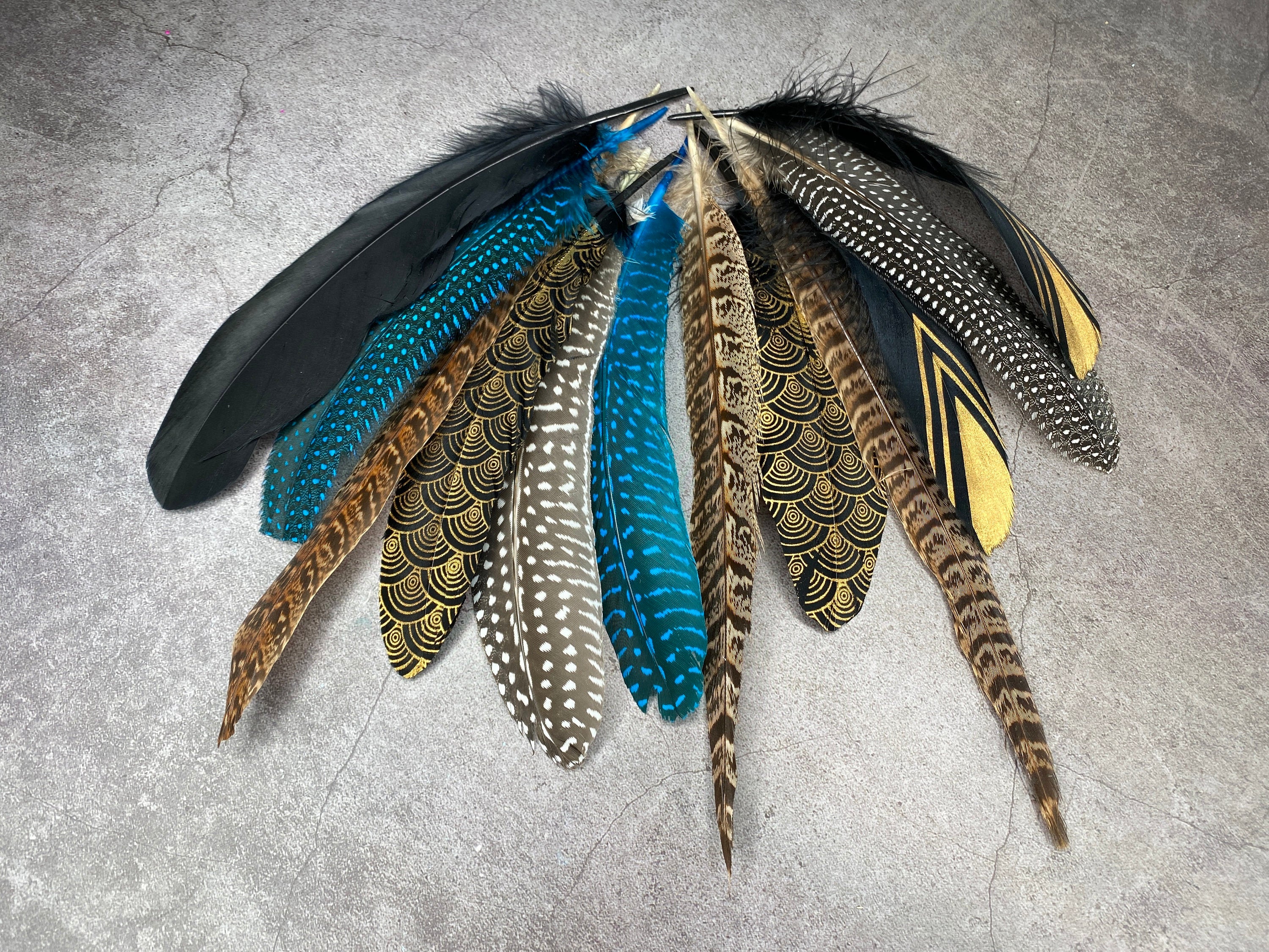 Collection of Large 12 Pheasant and Goose feathers