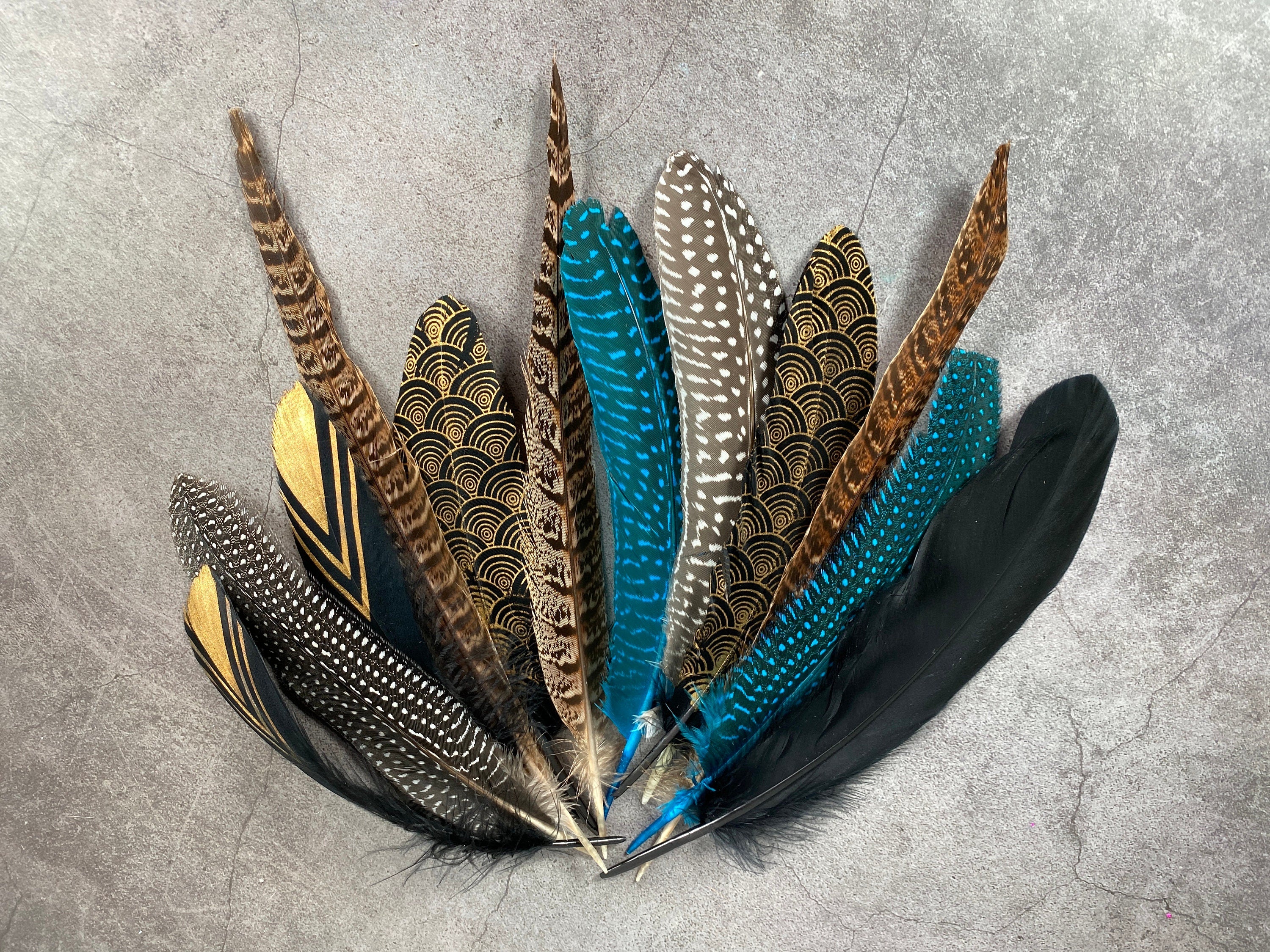 Collection of Large 12 Pheasant and Goose feathers