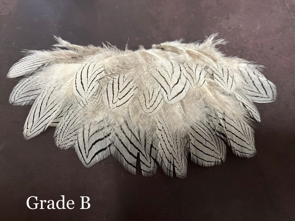 Plumes de faisan zébrées blanches et noires, 2-4 pouces, 5-10 cm