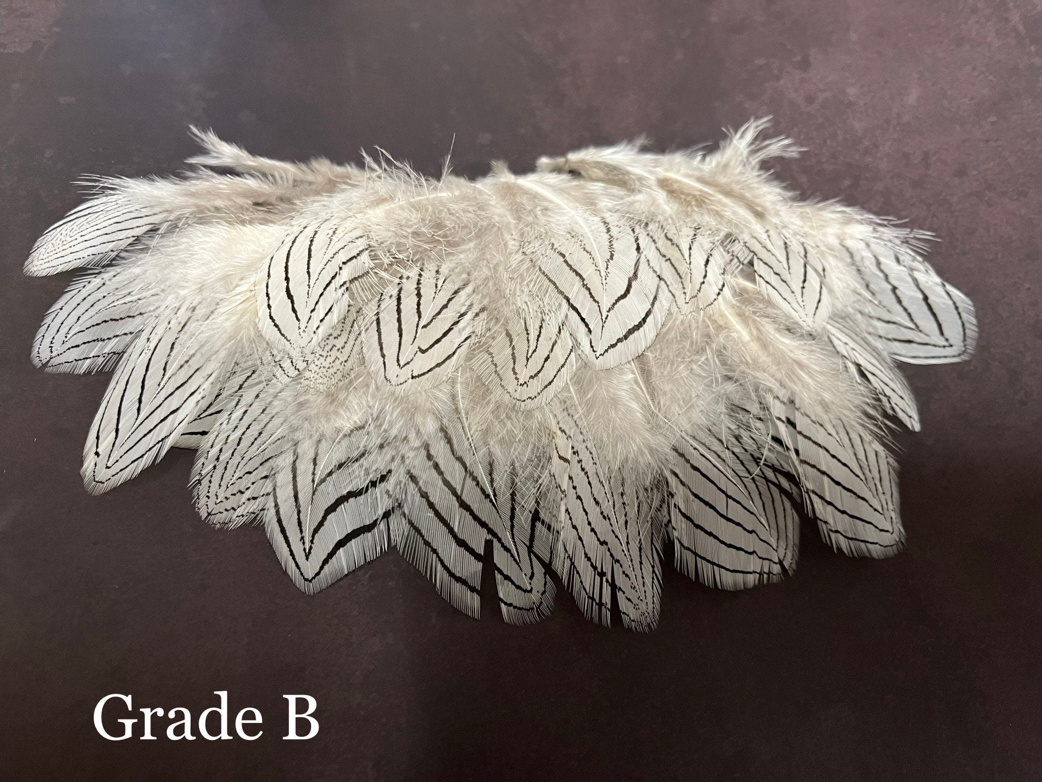 Plumes de faisan zébrées blanches et noires, 2-4 pouces, 5-10 cm