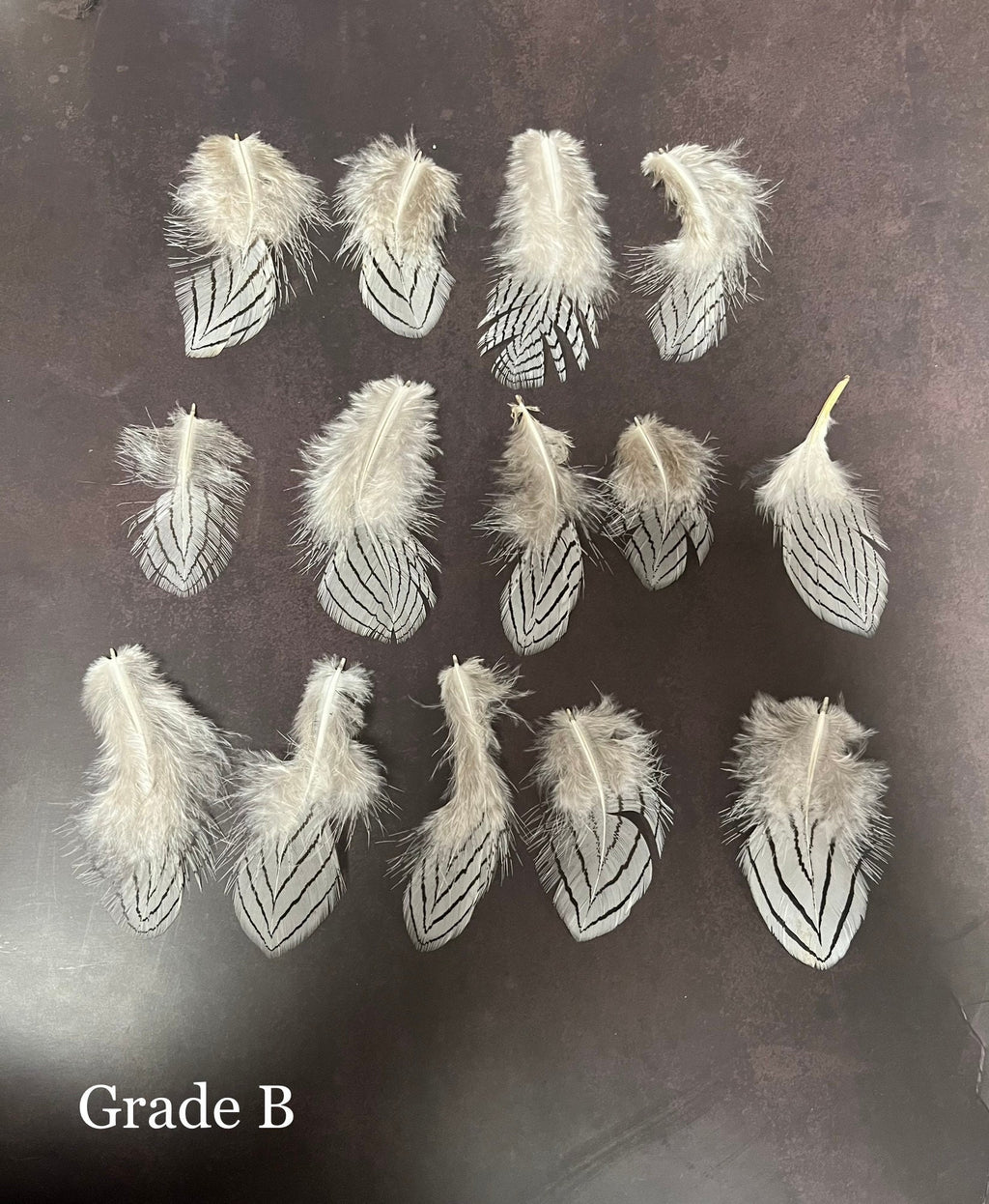 Plumes de faisan zébrées blanches et noires, 2-4 pouces, 5-10 cm