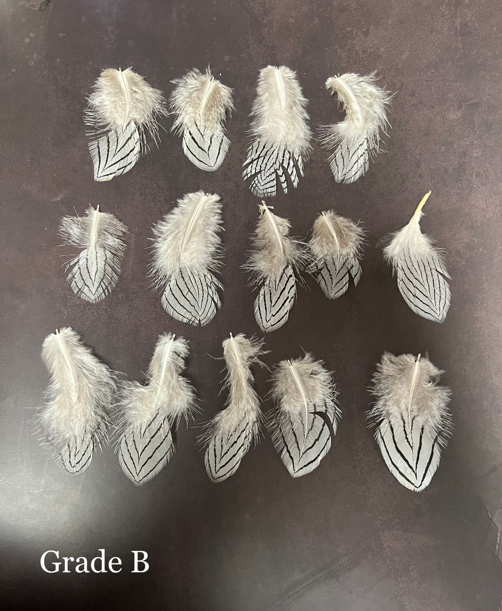 Plumes de faisan zébrées blanches et noires, 2-4 pouces, 5-10 cm