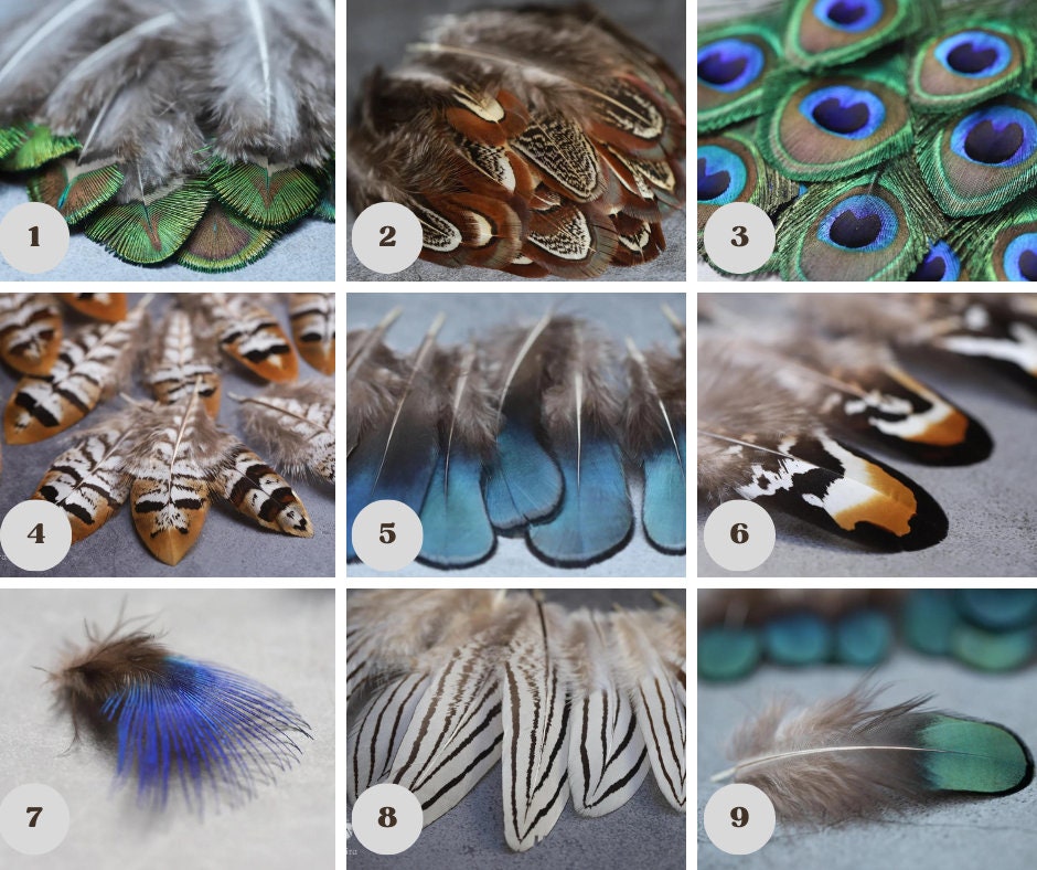 10 Natural Feathers packs