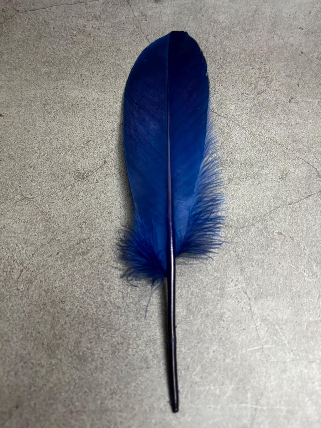 Grandes plumes bleues teintes véritables, 15-20 cm